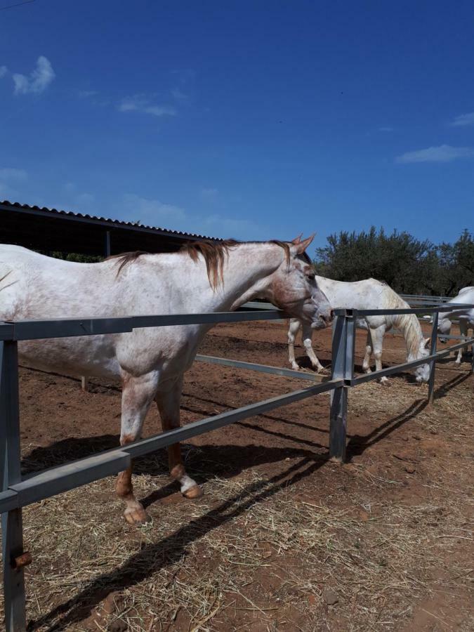 Casa Vacanza Demi Alcamo Marina Εξωτερικό φωτογραφία